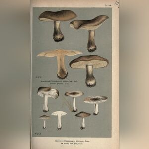 Vintage Mushroom Illustration Print